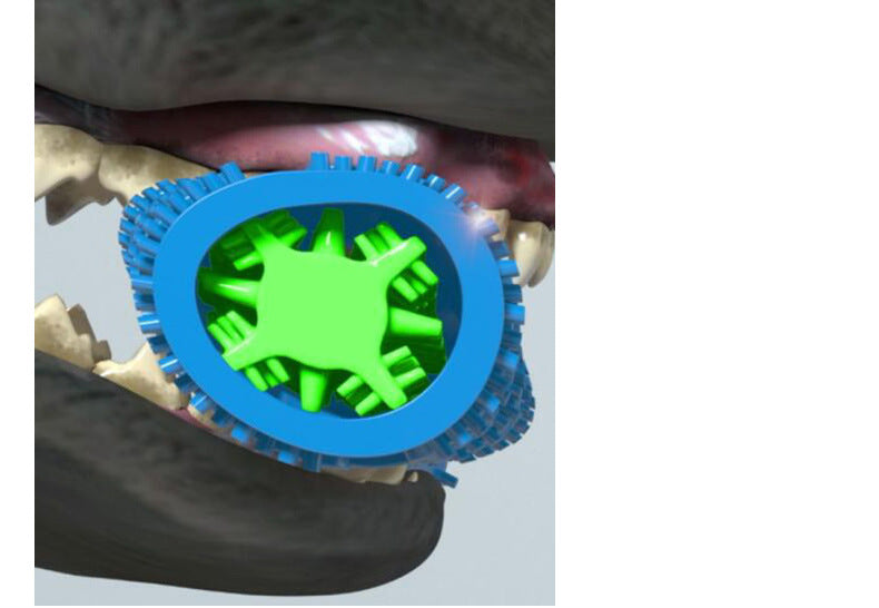 dog chewing tooth brush